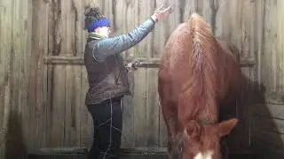 2. Teaching a horse crunches belly lifts  clicker training intrinzen inspired