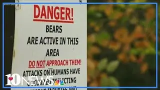 What does aggressive bear activity look like?