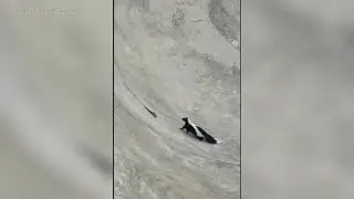 Skunk rescued after getting stuck in bowl at skatepark in Reading, Pennsylvania