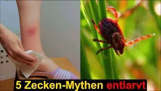Zecken-Mythen entlarvt
