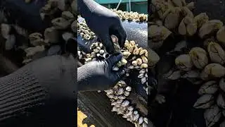 Oddly satisfying video of cleaning sea barnacles #satisfying #cleaning #shorts