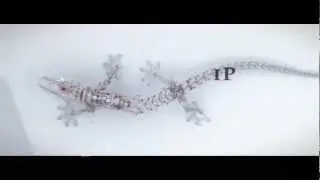 Audi Gecko Intro Video