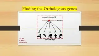 Finding the ortholog of a given gene by using ENSEMBL