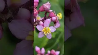 Estudiando Conostegia subcrustulata