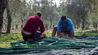 Il Torale a Passignano (PG) : raccolta delle olive novembre 2021