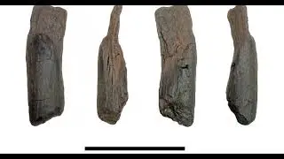 430,000-Year-Old Wooden Tools Redefine Early Human Tech