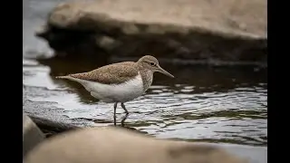 Common Sandpiper on the Irwell