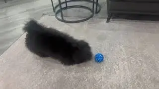 Sankell Interactive Dog Toys Ball
