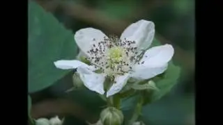 British Wild flowers