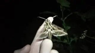 Vibrating sphinx moth