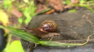 Samsung Galaxy s24 ultra 8k macro video