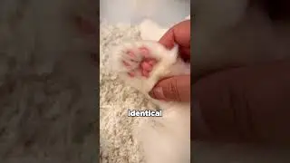 Дело о КОТЕ-ВОРЕ ХЛЕБА