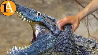 Dieser Schwachpunkt erlaubt es jedem, Krokodile zu erledigen
