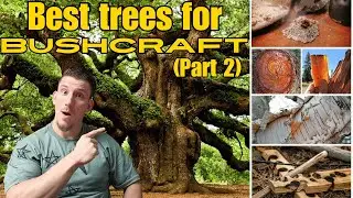 The Ultimate UK Tree Guide for Bushcraft Enthusiasts
