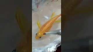 Painting a Koi Fish in Resin😍 | Layer by Layer 3D Art #Aesthetic #BeautifulPainting #asmrart