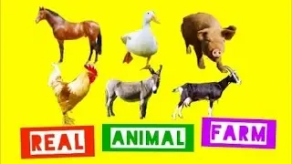 Pigs Cow Chickens Farm Animals and Sounds for Kids Children / Kids Farm Songs