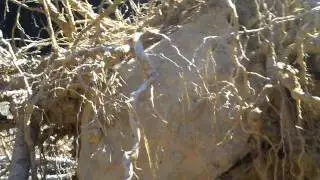 Mariposa Prospecting