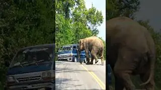 Elephant vs. Dolphin van! 🐘💥 A wild jungle clash leaves the van wrecked! 🚐🔥😱