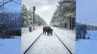 Mikole Czuwają