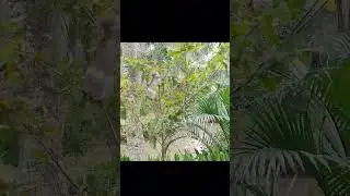 MonKey's Flying Moments koka #shorts #Monkey #koka @kokaMonkey