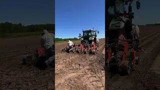 Carrot Seeding 2024