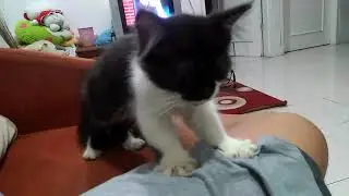 Pijatan kucing