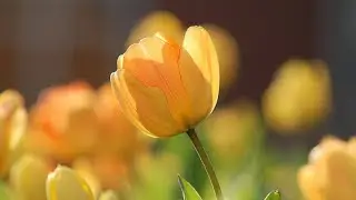 Yellow flower blooming footage 🌻&deg; Calm & Relaxing