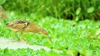 Yellow bittern fishing