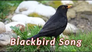 Blackbird Song - Beautiful Blackbird Song