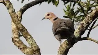 Red-eyed dove . Short video | Bird Photography | Wild Video | Wildlife Animals | Ndege Wa Tanzania