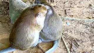 Mila Troop Monkey! Momy give baby Breastfeeding and Two more Momy are looking a lice