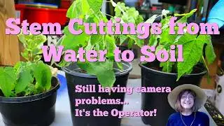 My Cuttings in Water Going into Soil. Flowering Maple plants on  Deck for Spring. Lots of Flowers!