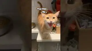 Meow meow sad cat voice over 🎉🎉
