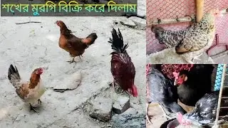 শখের মুরগিগুলোর মধ্যে একটি মুরগি বিক্রি করে দিলাম 🐔💔