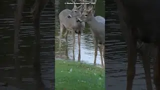 Deer: Whitetailed bucks wading in the water.