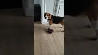 30 sec always hungry beagle #beagle #chien #dog #犬 #dogshorts