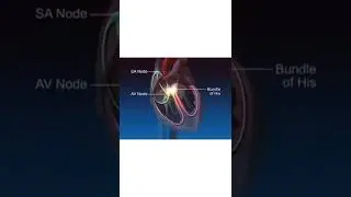 Working of SA NODE$AV NODE$BUNDLE OF HIS 💯