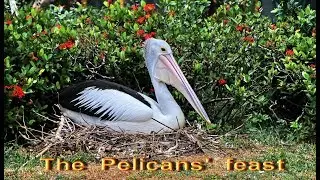 The  Pelicans'  feast