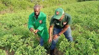 Agripest Organic 75EC Rongai Farmer Success Story