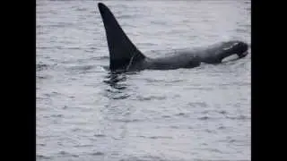 Orcas (killer whales) at East Point Saturna Island, BC Canada