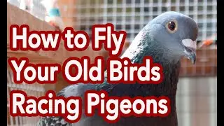 How to Fly Your Old Birds Racing Pigeons Team