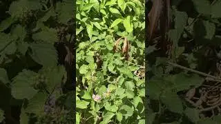 Natural leaf #talent #duet #song #cat #gameshow #deiradubai #trending #flowers #viral #love