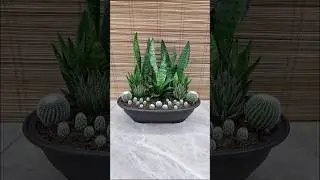Sansevieria Futura Superba Green Mini Garden Idea💚 #plants #plantdecor #snakeplant #cactus #aloe