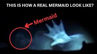 Does Mermaids really have exist? Mermaid mystery revealed