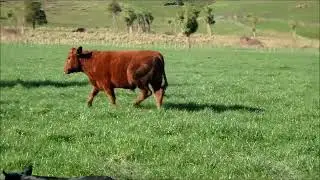 Moss,Mack & steers