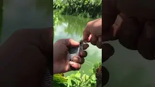 Kawil pang kilaw