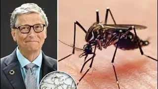 Bill Gates Mosquito Conspiracy and what we know about it !