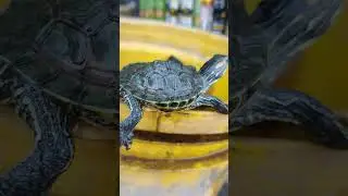 🐢🙏 #redearsliderturtle #redslider #animal #shortvideo #redearslider #tortoise #pets #pet