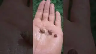 &Eacute;l&eacute;gante stri&eacute;e,&nbsp;Pomatias elegans ?