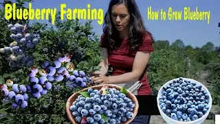 Blueberry Farming - How to Start Your Own Business Blueberry Cultivation - How to Grow Blueberry
